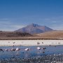Flamingos_Laguna